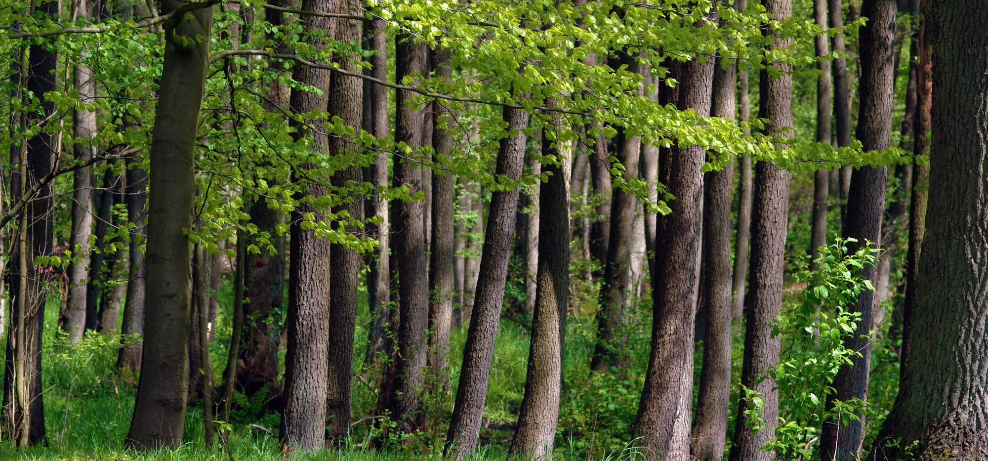 FLÖTOTTO -  Cíle udržitelného rozvoje OSN